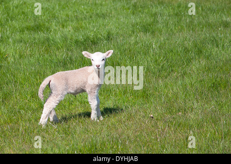 Neu geboren Lamm in einem Feld Stockfoto