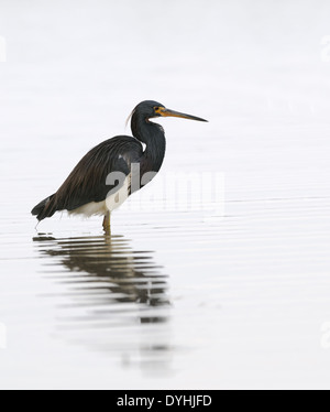 Dreifarbigen Reiher, Egretta Trikolore, in das seichte Wasser der Lagune und Sumpfgebiet der Fort De Soto Jagd Fisch, Florida, USA Stockfoto
