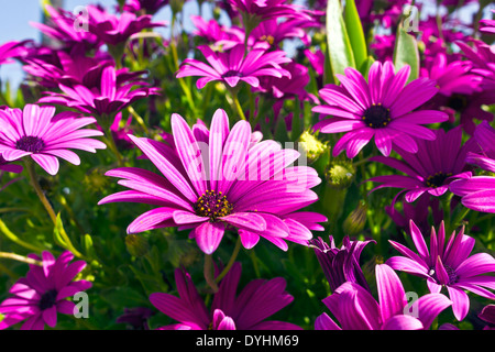 Lila Osteopermum afrikanische Gänseblümchen Nahaufnahme. Stockfoto