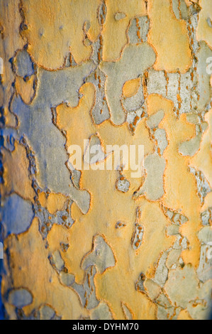 Detail der Birkenrinde Stockfoto