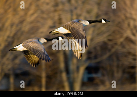 Paar von Kanadagänse Stockfoto