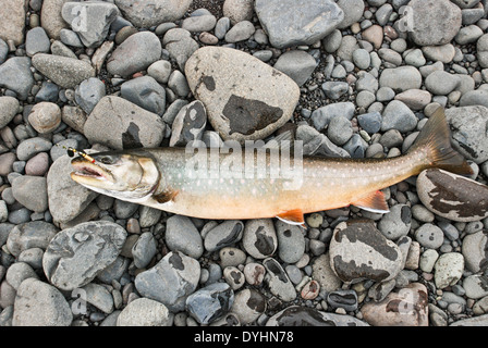 Auf dem Weg der Fischerei wird nicht nur ein Sport, sondern auch ein Mittel, um die Tabelle zu diversifizieren. Stockfoto