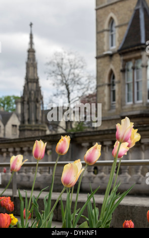 Tulpen in Oxford Stadt mit Randolph Hotel und Märtyrer Denkmal im Hintergrund Stockfoto