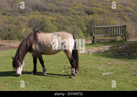 RSPB Naturschutzgebiet, Ynys Hir. Ein Pony Beweidung in der Frühlingssonne neben einem leeren Park bench mit Blick auf Wald. Stockfoto
