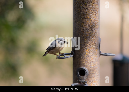 Kleiber, Sittidae, Fütterung auf das Naturschutzgebiet Ynys Hir RSPB mid Wales Stockfoto