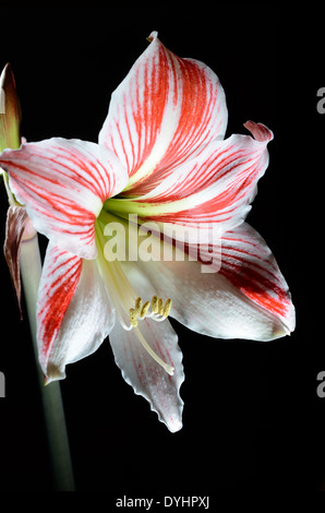 blühende Amaryllis auf einem dunklen Hintergrund, vertikale Stockfoto