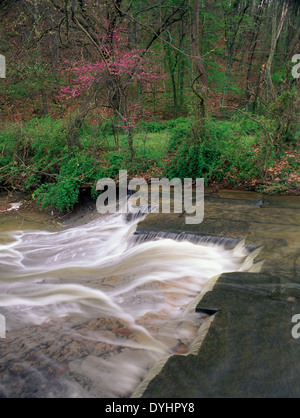 Blühende Ostredbud und Stromschnellen am kleinen Bach in der Nähe von Borden, Indiana Stockfoto
