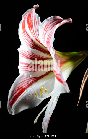 blühende Amaryllis auf einem dunklen Hintergrund, vertikale Stockfoto