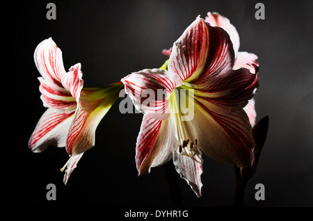 blühende Amaryllis auf einem dunklen Hintergrund, horizontale Stockfoto