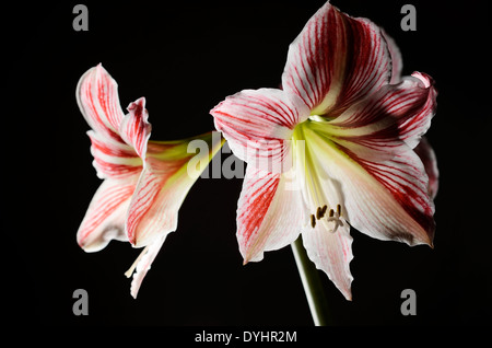 blühende Amaryllis auf einem dunklen Hintergrund, horizontale Stockfoto