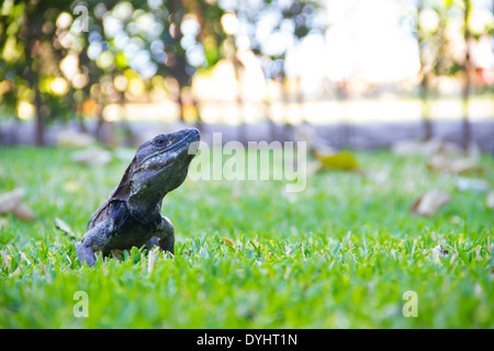 Eidechse in einem Resort in der Nähe von einem See, Nayarit, Mexiko. Stockfoto