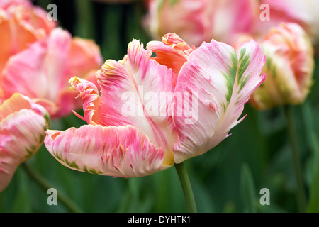 Tulipa 'Apricot Parrot"im Garten. Stockfoto