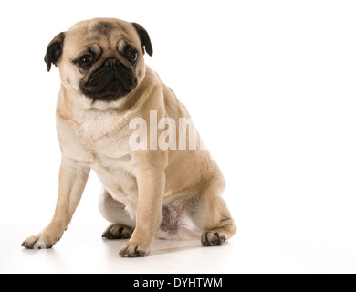 besorgt Hund - Mops mit Sorge Ausdruck auf weißem Hintergrund Stockfoto