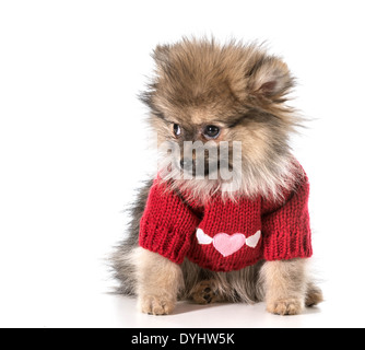 Pommern mit roter Pullover mit Herzen Stockfoto