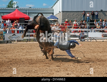 Rodeo, Bull ride Stockfoto