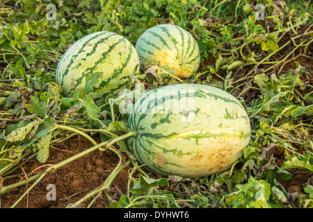 Wassermelone an Rebstöcken in einem Feld in Indien Stockfoto