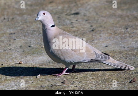 Eurasian Collared Dove (Streptopelia Decaocto) Stockfoto