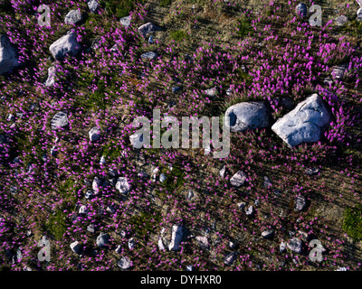 Kanada, Manitoba, Luftaufnahme von Weidenröschen in subarktischen Tundra entlang der Hudson Bay Hubbart Zeitpunkt Stockfoto