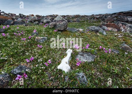 Kanada Nunavut Territory Repulse Bay Karibu Knochen von Inuit-Jägern auf Tundra unter Weidenröschen Blüten auf Insel entlang links Stockfoto