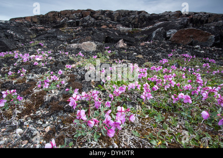 Kanada Nunavut Territory Repulse Bay Zwerg Weidenröschen (Chamerion Latifolium) wächst zwischen Felsen auf Tundra auf den Inseln entlang Stockfoto