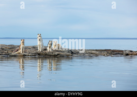 Kanada, Nunavut Territory, Repulse Bay, Schlittenhunde stehen am Hafen Inseln Strand Ufer Stockfoto