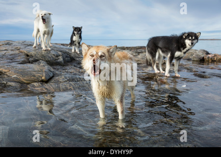 Kanada, Nunavut Territory, Repulse Bay, Schlittenhunde stehen am Hafen Inseln Strand Ufer Stockfoto