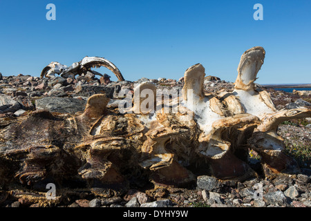 Kanada, Territorium Nunavut, Repulse Bay, Grönlandwal bleibt am Hafen Inseln Stockfoto