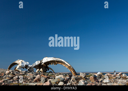 Kanada, Territorium Nunavut, Repulse Bay, Grönlandwal bleibt am Hafen Inseln Stockfoto