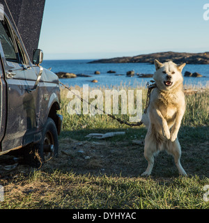 Kanada Nunavut Territory Whale Cove Schlitten Hund bellt während angekettet an ramponierten Pickup-Truck in Inuit jagen Dorf entlang Hudson Stockfoto