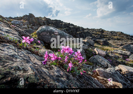 Kanada. Nunavut Gebiet, Ukkusiksalik-Nationalpark, Weidenröschen Blüten und arktischen Landschaft entlang der Wager Bay Stockfoto