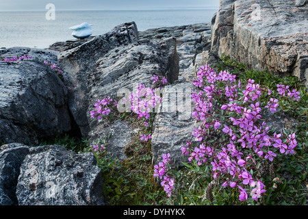 Kanada. Nunavut Gebiet, Ukkusiksalik-Nationalpark, Weidenröschen Blüten und arktischen Landschaft entlang der Wager Bay Stockfoto