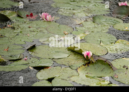 Teich mit Seerosen in Monets Garten in Giverny, Frankreich. Stockfoto