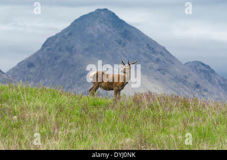 Begegnung mit jungen Bock in Glen etive Stockfoto