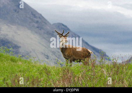 Begegnung mit jungen Bock in Glen etive Stockfoto