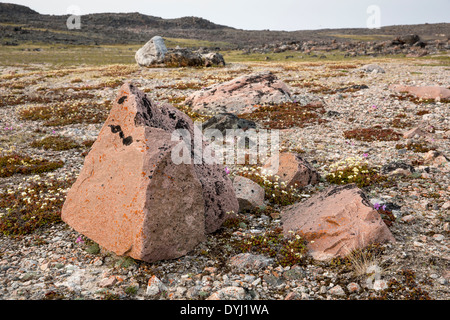 Kanada. Nunavut Gebiet, Ukkusiksalik-Nationalpark, Landschaft der arktischen Tundra entlang der Wager Bay am Sommerabend Stockfoto