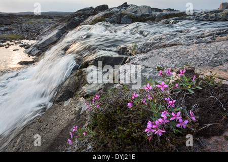 Kanada. Nunavut Gebiet, Ukkusiksalik-Nationalpark, Weidenröschen Blüten entlang kleiner Bach und Wasserfall in arktischen Landschaft Stockfoto