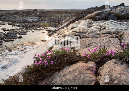 Kanada. Nunavut Gebiet, Ukkusiksalik-Nationalpark, Weidenröschen Blüten entlang kleiner Bach und Wasserfall in arktischen Landschaft Stockfoto
