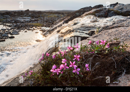 Kanada. Nunavut Gebiet, Ukkusiksalik-Nationalpark, Weidenröschen Blüten entlang kleiner Bach und Wasserfall in arktischen Landschaft Stockfoto