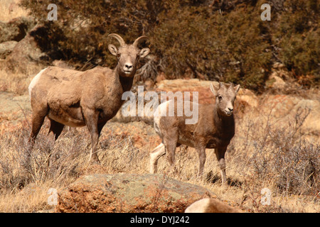 Bighorn Schafe Mutter auf der Suche nach ihrem Kind. Stockfoto