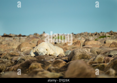 Kanada, Manitoba, große Erwachsene männliche Eisbären (Ursus Maritimus) ruhen in den Felsen entlang der Küste in der Morgendämmerung Hubbart Zeitpunkt Stockfoto