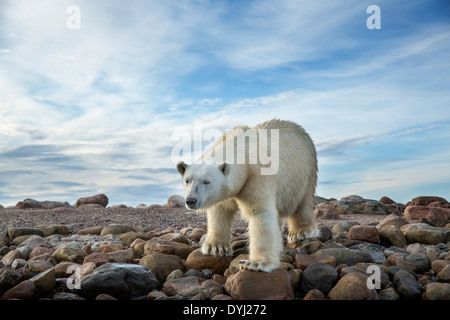 Kanada, Territorium Nunavut, Arviat, Eisbär (Ursus Maritimus) entlang der felsigen Küstenlinie von Sentry Insel entlang der Hudson Bay Stockfoto