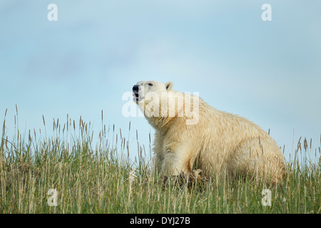 Kanada, Territorium Nunavut, Arviat, Eisbär (Ursus Maritimus) Fütterung auf Resten der Beluga-Wal am Strand entlang Sentry Insel Stockfoto