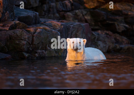 Kanada, Territorium Nunavut, Einstellung Mitternachtssonne leuchtet Eisbär (Ursus Maritimus) schwimmen in der Nähe von Hall Islands entlang der Hudson Bay Stockfoto