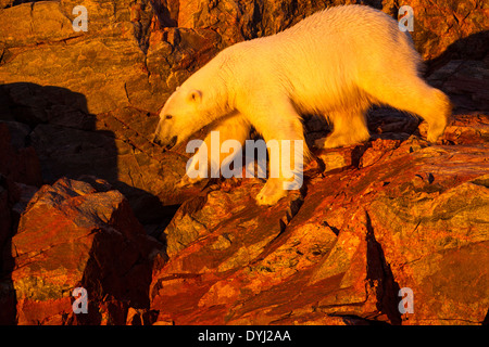 Kanada, Territorium Nunavut, Einstellung Mitternachtssonne leuchtet Eisbär (Ursus Maritimus) zu Fuß auf den Klippen von Hall Islands Stockfoto