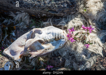 Kanada, Territorium Nunavut, Schädel der Eisbär (Ursus Maritimus) liegt neben Überreste von Fell und blühenden Weidenröschen Stockfoto