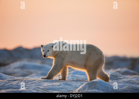 Kanada, Territorium Nunavut, White Island, Mitternachtssonne Einstellung leuchtet Eisbär (Ursus Maritimus) zu Fuß auf Packeis Stockfoto