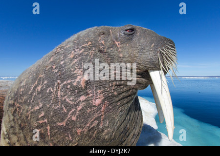 Kanada, Territorium Nunavut, Nahaufnahme von Walross (Odobenus Rosmarus) ruht auf Eisberg in gefrorene Meerenge an der Hudson Bay Stockfoto