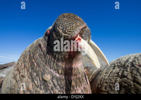 Kanada, Nunavut Territory, Walross (Odobenus Rosmarus) von blutigen Kämpfen ruht auf Eisberg in gefrorene Meerenge an der Hudson Bay Stockfoto