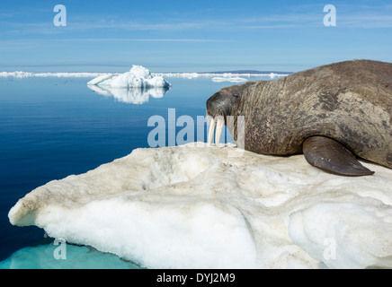 Kanada, Nunavut Territory, Walross (Odobenus Rosmarus) ruht auf Eisberg in gefrorene Meerenge an der Hudson Bay in der Nähe des Polarkreises Stockfoto