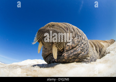 Kanada, Nunavut Territory, Walross (Odobenus Rosmarus) ruht auf Eisberg in gefrorene Meerenge an der Hudson Bay in der Nähe des Polarkreises Stockfoto